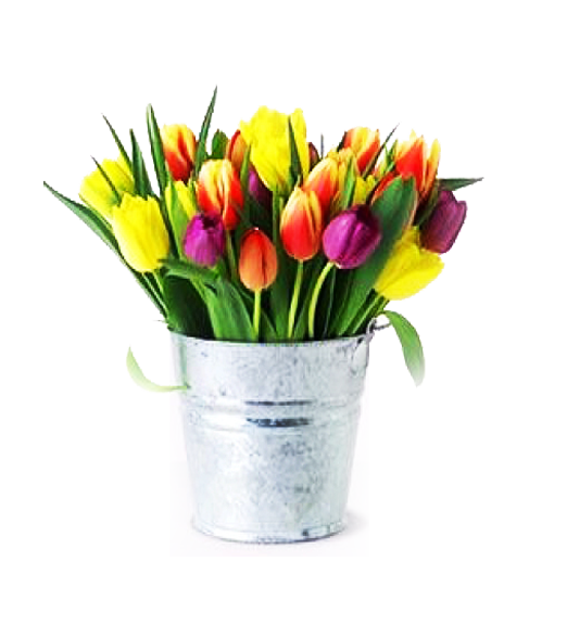 Galvanizado con 50 tulipanes